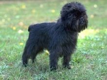 Affenpinscher Affenpinscher