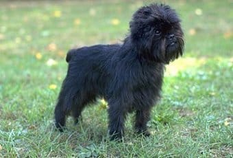Affenpinscher Affenpinscher