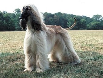 Afgan Tazısı Afgan Tazısı