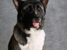 Akita İnu Akita İnu