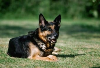 Alman Çoban Köpeği