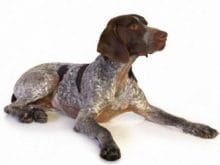 Alman Kısa Tüylü Pointer Alman Kısa Tüylü Pointer