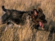 Alman Kalın Tüylü Pointer Alman Kalın Tüylü Pointer