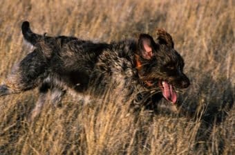 Alman Kalın Tüylü Pointer Alman Kalın Tüylü Pointer