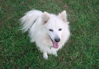 Amerikan Eskimo Amerikan Eskimo