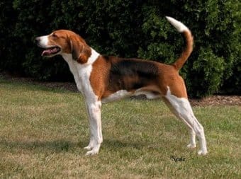 Amerikan Tilki Tazısı Amerikan Tilki Tazısı