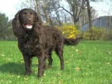 Amerikan Su Spanieli