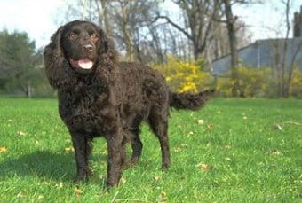 Amerikan Su Spanieli Amerikan Su Spanieli