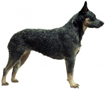 Avustralya Sığır Köpeği Avustralya Sığır Köpeği