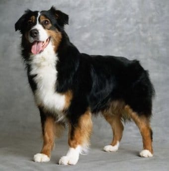 Avustralya Çoban Köpeği Avustralya Çoban Köpeği