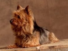 kucuk1113399483avustralya__terrier_4.jpg kucuk1113399483avustralya__terrier_4.jpg