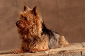 Avustralya Terrier Avustralya Terrier