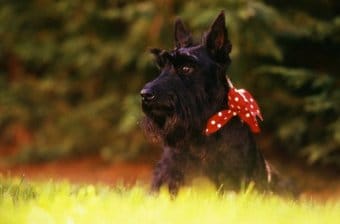 İskoç Terrier İskoç Terrier