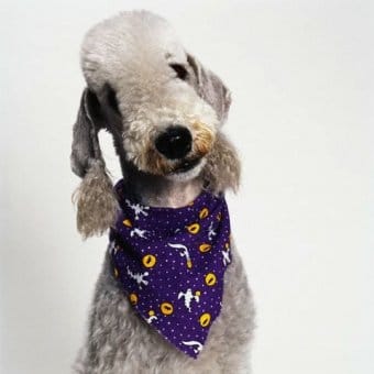 Bedlington Terrier Bedlington Terrier