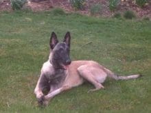 Belçika Malinois Belçika Malinois