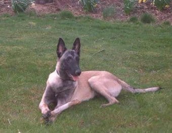 Belçika Malinois Belçika Malinois