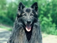 kucuk1113455449belcika_sheepdog_2.jpg kucuk1113455449belcika_sheepdog_2.jpg