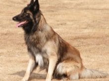 Belçika Tervuren Belçika Tervuren