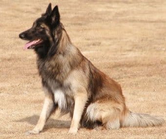 Belçika Tervuren Belçika Tervuren