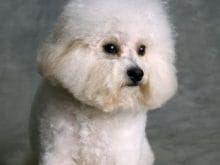 Bichon Frise Bichon Frise