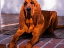Bloodhound Bloodhound