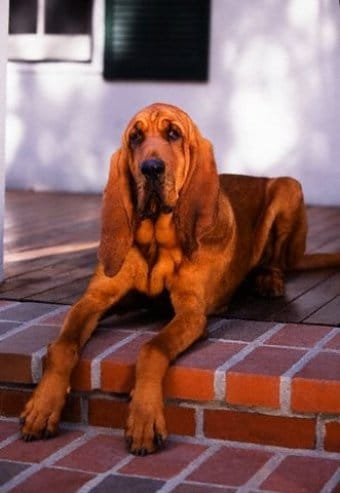 Bloodhound Bloodhound