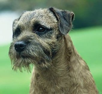 Border Terrier Border Terrier