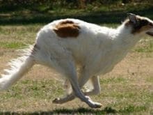 kucuk1113478259borzoi_1.jpg kucuk1113478259borzoi_1.jpg