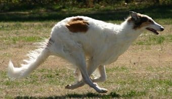 Borzoi Borzoi