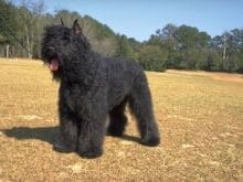 Bouvier des Flandres Bouvier des Flandres