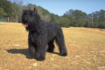 Bouvier des Flandres Bouvier des Flandres