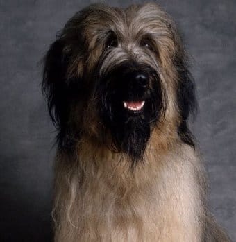 Briard Briard