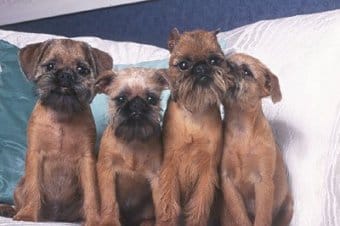 Brüksel Griffonu Brüksel Griffonu