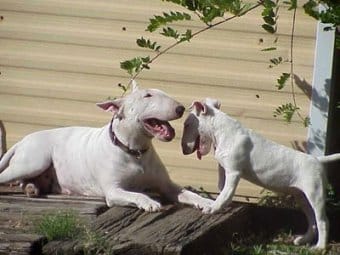 Bull Terrier Bull Terrier