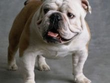 İngiliz Bulldog