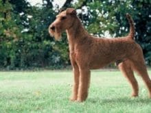 İrlandalı Terrier İrlandalı Terrier