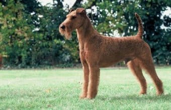İrlandalı Terrier İrlandalı Terrier