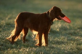 İrlandalı Setter İrlandalı Setter