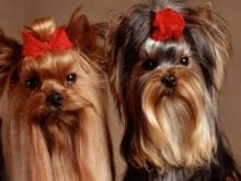 Yorkshire Terrier Yorkshire Terrier