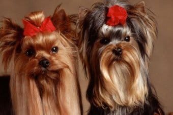 Yorkshire Terrier Yorkshire Terrier