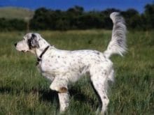 İngiliz Setter İngiliz Setter