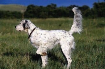 İngiliz Setter İngiliz Setter