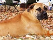Bullmastiff Bullmastiff