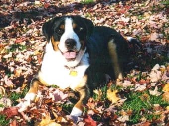 Büyük İsveç Dağ Köpeği Büyük İsveç Dağ Köpeği