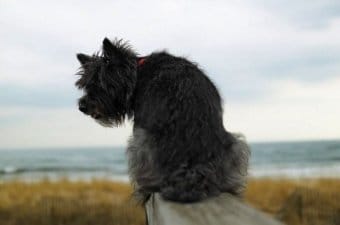 Cairn Terrier Cairn Terrier