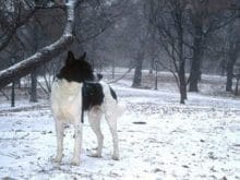 Canaan Köpeği Canaan Köpeği