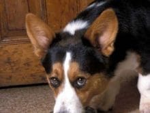 Cardigan Welsh Corgi Cardigan Welsh Corgi