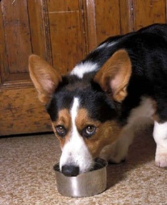 Cardigan Welsh Corgi Cardigan Welsh Corgi