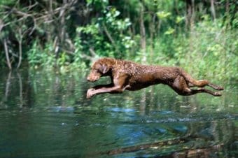 Chesapeake Bay Retriever Chesapeake Bay Retriever