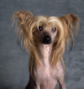 Çin Creste Köpeği